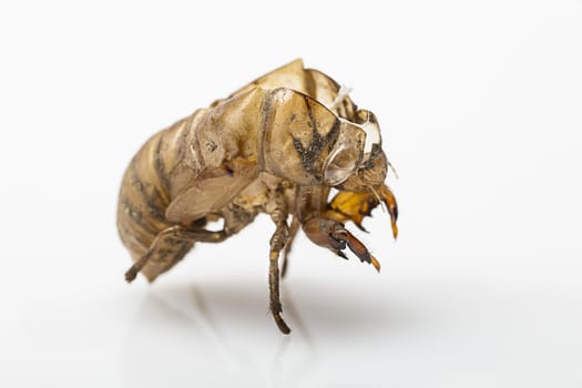 Macro side shot of a crack cicada shell