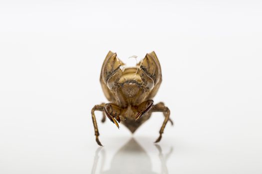 Macro shot of a crack cicada shell