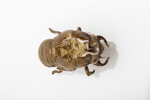 Macro shot view inside the shell of a cicafa