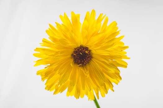 Yellow daisy flower isolated on white background