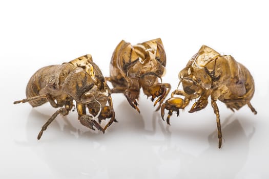 Macro shot of three crack cicada shells