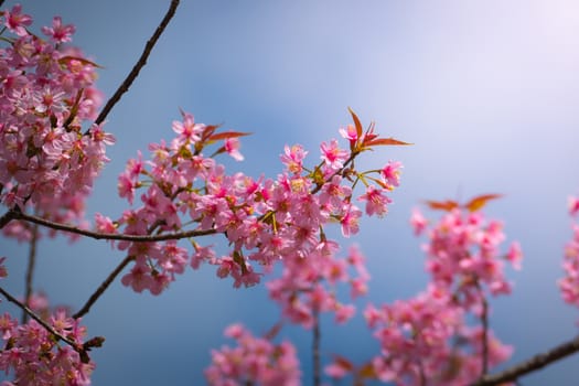 Sakura flowers blooming blossom in Chiang Mai, Thailand, nature background