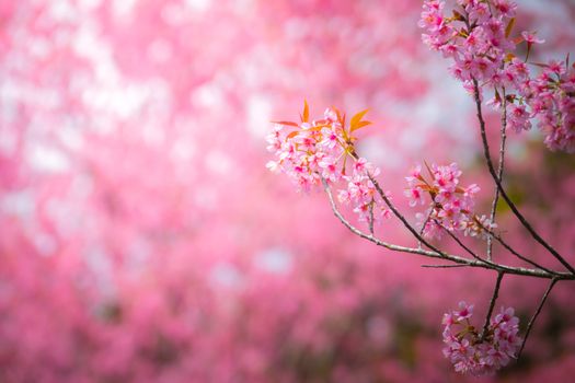 Sakura flowers blooming blossom in Chiang Mai, Thailand, nature background