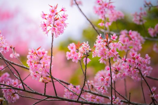 Sakura flowers blooming blossom in Chiang Mai, Thailand, nature background