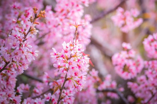 Sakura flowers blooming blossom in Chiang Mai, Thailand, nature background