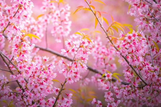 Sakura flowers blooming blossom in Chiang Mai, Thailand, nature background