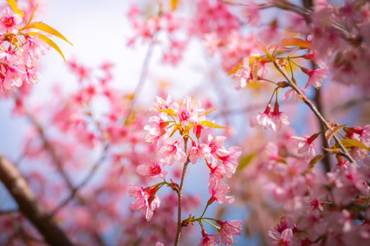 Sakura flowers blooming blossom in Chiang Mai, Thailand, nature background