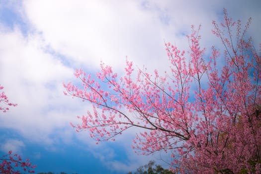 Sakura flowers blooming blossom in Chiang Mai, Thailand, nature background