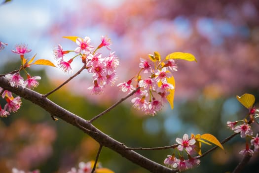 Sakura flowers blooming blossom in Chiang Mai, Thailand, nature background