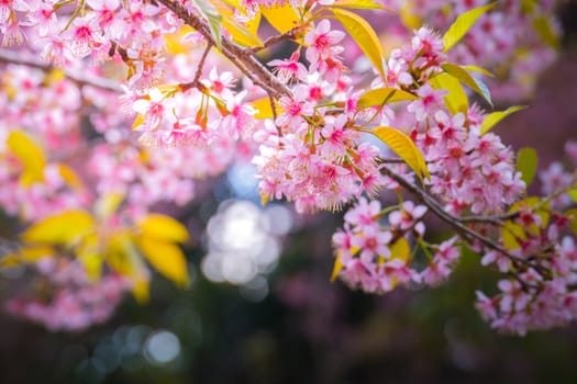 Sakura flowers blooming blossom in Chiang Mai, Thailand, nature background