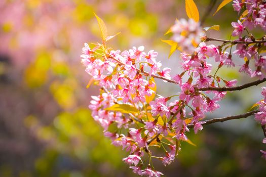 Sakura flowers blooming blossom in Chiang Mai, Thailand, nature background