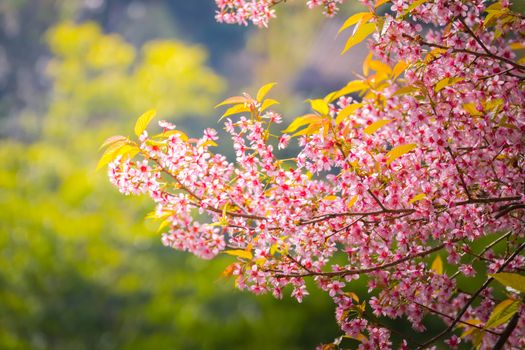 Sakura flowers blooming blossom in Chiang Mai, Thailand, nature background