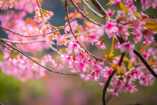 Sakura flowers blooming blossom in Chiang Mai, Thailand, nature background