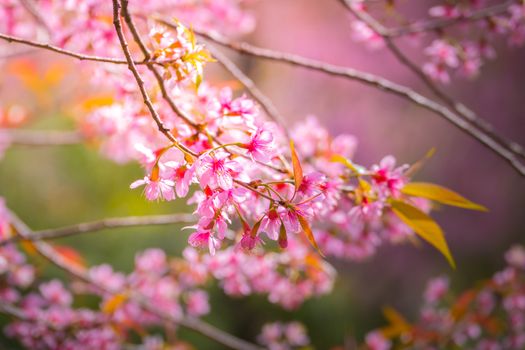 Sakura flowers blooming blossom in Chiang Mai, Thailand, nature background