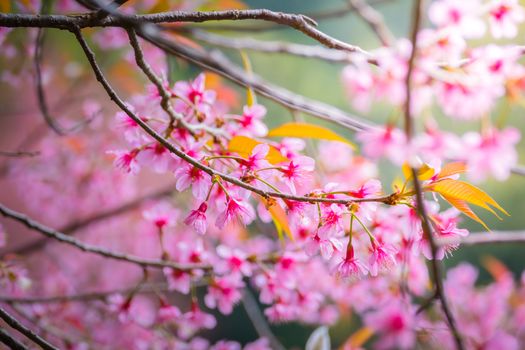 Sakura flowers blooming blossom in Chiang Mai, Thailand, nature background