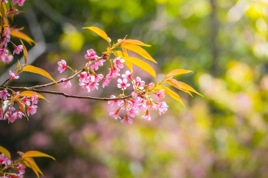 Sakura flowers blooming blossom in Chiang Mai, Thailand, nature background