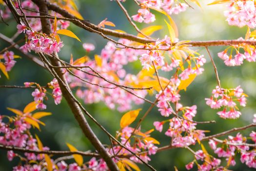 Sakura flowers blooming blossom in Chiang Mai, Thailand, nature background