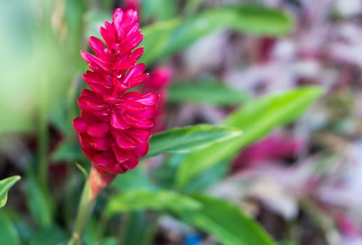 Closeup red crape ginger flower or cheilocostus speciosus, selective focus