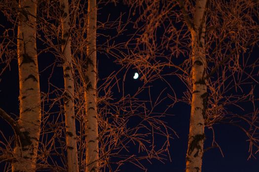 the moon between the trees night winter town night