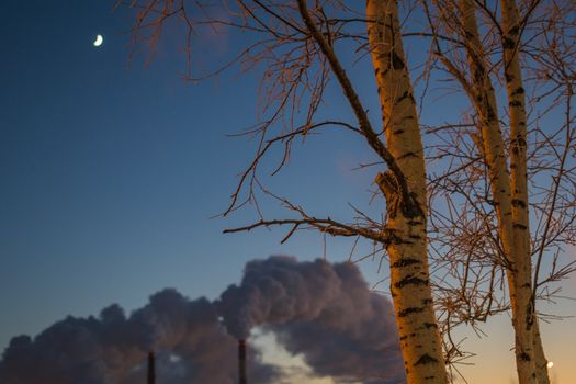 the trees and poor environment evening winter city smoke from factory