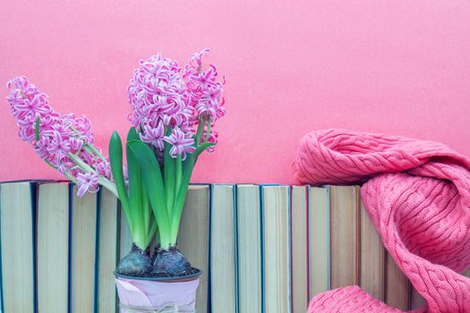Pink hyacinths in pot infront of pile of books at pink background. Beautiful spring pink background. Copy space.