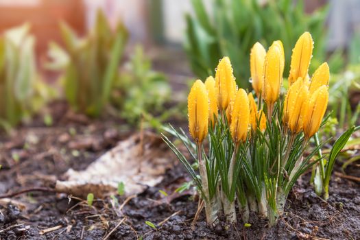 Yellow blooming crocuses with water drops. Low angle. Sunrise. Beautiful spring background with copy space.
