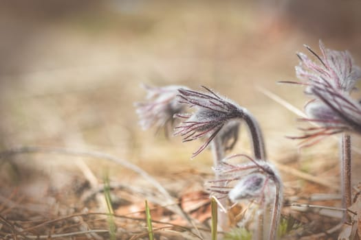Beautiful spring violet flowers background. Eastern pasqueflower, prairie crocus, cutleaf anemone with water drops.Shallow depth of field. Toned. Copy space.