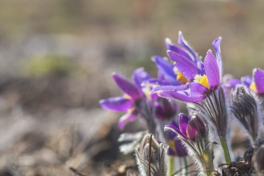 Beautiful spring violet flowers background. Eastern pasqueflower, prairie crocus, cutleaf anemone with water drops.Shallow depth of field. Toned. Copy space.