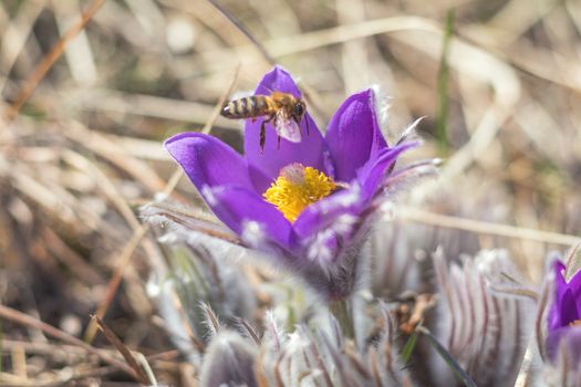 Beautiful spring buds flowers background. Bee collects nectar. Eastern pasqueflower, prairie crocus, cutleaf anemone with water drops. Shallow depth of field. Toned. Copy space.