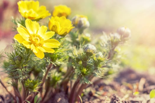 Yellow blooming spring flowers. Sunny day. It rains in sunny day. Low angle. Sunshine. Sunrise. Shallow depth of field. Copy space.