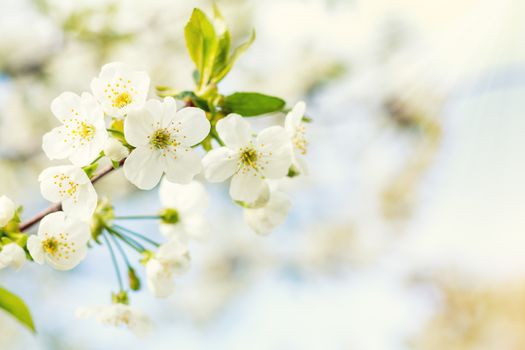 Spring background art with white cherry blossom. Beautiful nature scene with blooming tree and sun flare. Sunny day. Spring flowers. Beautiful orchard. Abstract blurred background. Shallow depth of field.