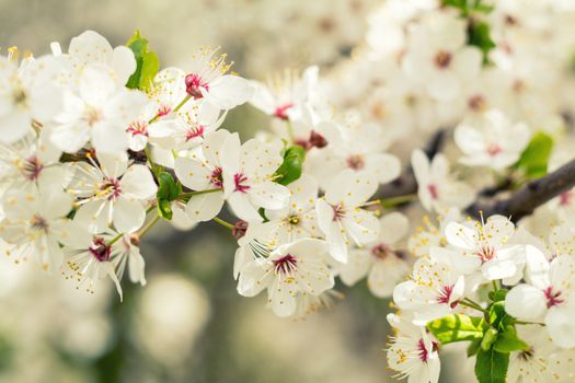 Spring background art with white cherry blossom. Beautiful nature scene with blooming tree and sun flare. Sunny day. Spring flowers. Beautiful orchard. Abstract blurred background. Shallow depth of field.