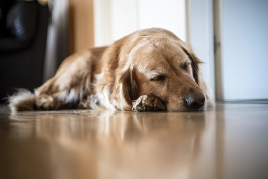 portrait of Golden Retriever breed dog lying on wooden floor at home