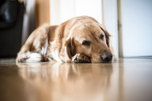 portrait of Golden Retriever breed dog lying on wooden floor at home