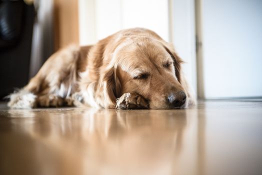 portrait of Golden Retriever breed dog lying on wooden floor at home