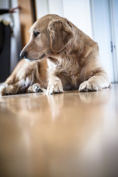 portrait of Golden Retriever breed dog lying on wooden floor at home