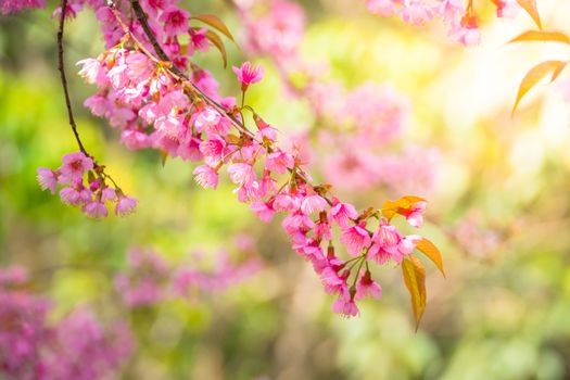 Sakura flowers blooming blossom in Chiang Mai, Thailand, nature background