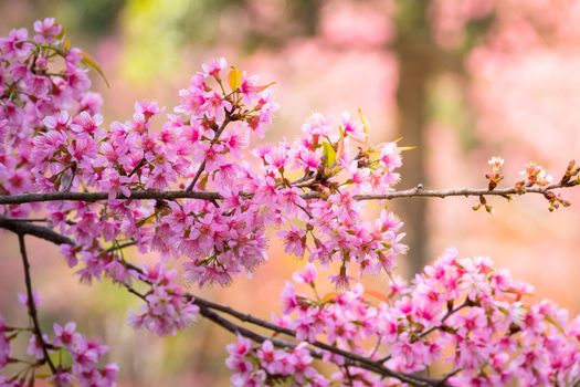 Sakura flowers blooming blossom in Chiang Mai, Thailand, nature background