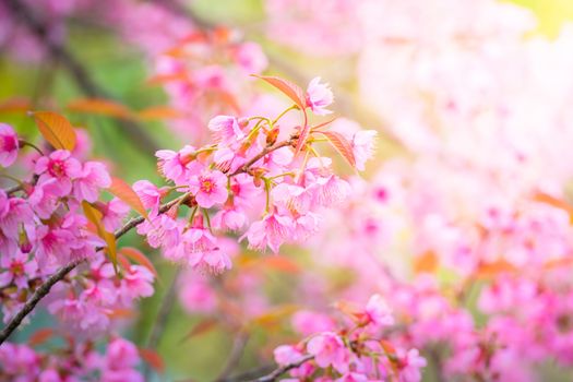 Sakura flowers blooming blossom in Chiang Mai, Thailand, nature background