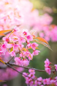 Sakura flowers blooming blossom in Chiang Mai, Thailand, nature background