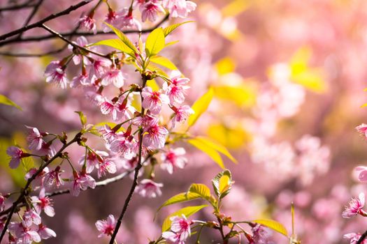 Sakura flowers blooming blossom in Chiang Mai, Thailand, nature background