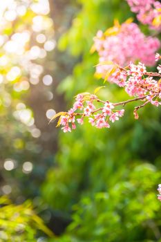 Sakura flowers blooming blossom in Chiang Mai, Thailand, nature background