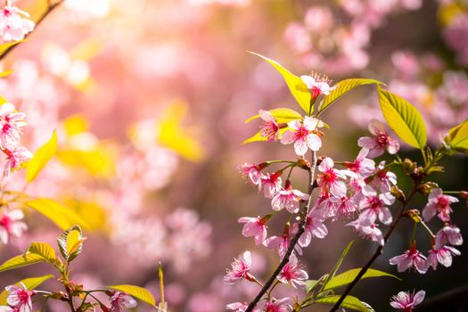 Sakura flowers blooming blossom in Chiang Mai, Thailand, nature background