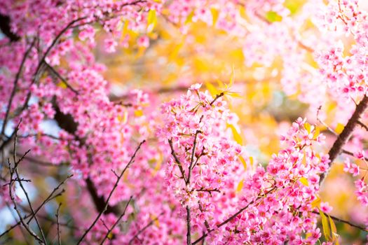 Sakura flowers blooming blossom in Chiang Mai, Thailand, nature background