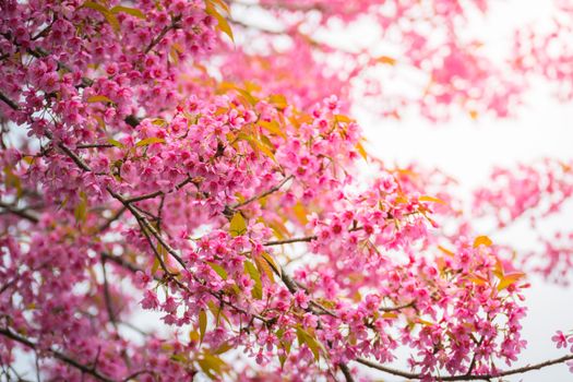 Sakura flowers blooming blossom in Chiang Mai, Thailand, nature background