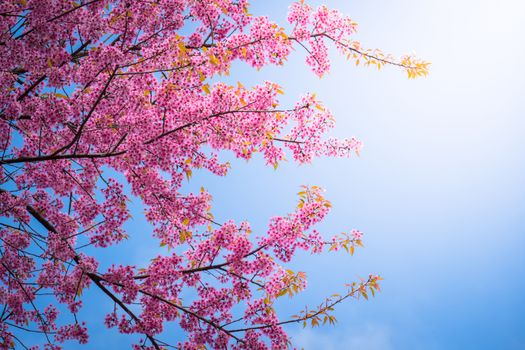 Sakura flowers blooming blossom in Chiang Mai, Thailand, nature background