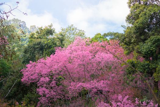 Sakura flowers blooming blossom in Chiang Mai, Thailand, nature background