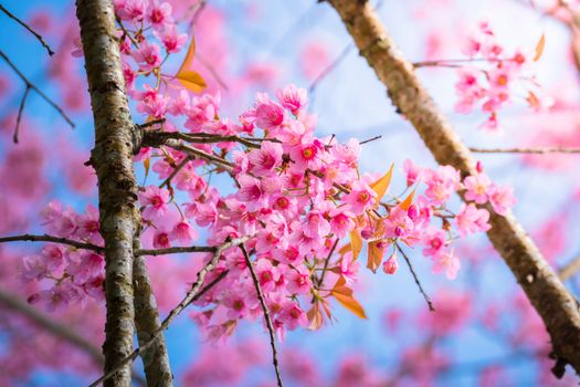 Sakura flowers blooming blossom in Chiang Mai, Thailand, nature background