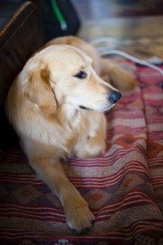 portrait of golden retriever dog in peaceful home while resting