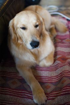 portrait of golden retriever dog in peaceful home while resting